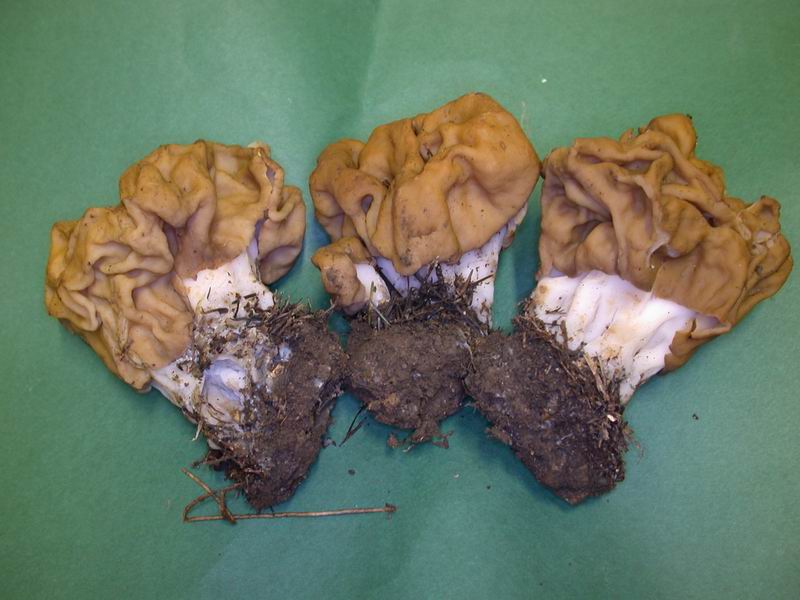 Gyromitra gigas . Immagini macro e micro .